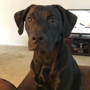 Meet your Posher, Troy